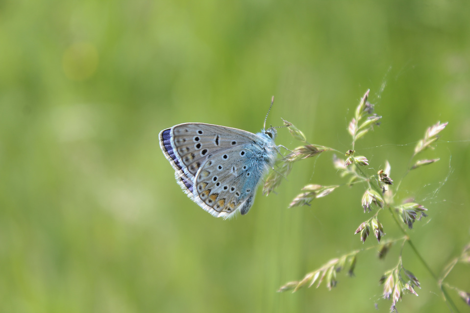 Polyommatus icarus - közönséges boglárka