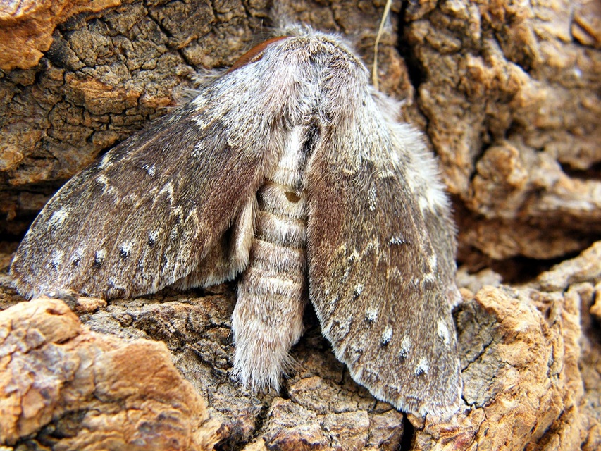 Stauropus fagi - bükkfa-púposszövő