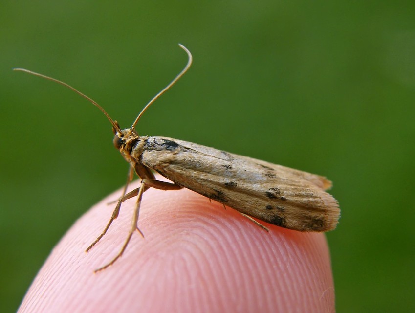 Homoeosoma sinuella - agyagsárga karcsúmoly