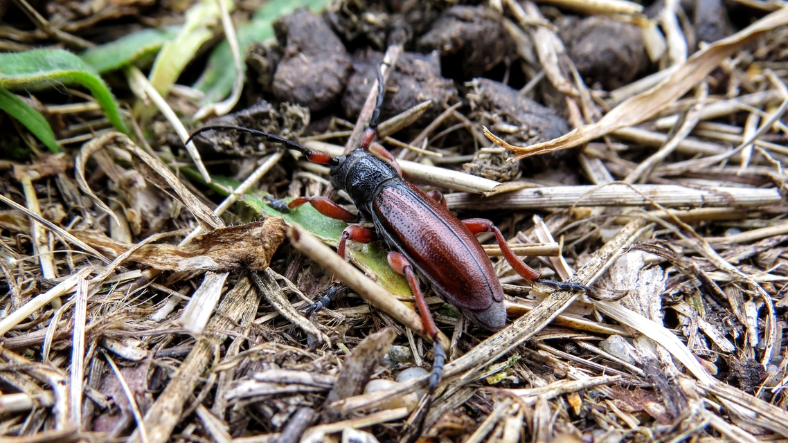 Dorcadion fulvum - barna gyalogcincér