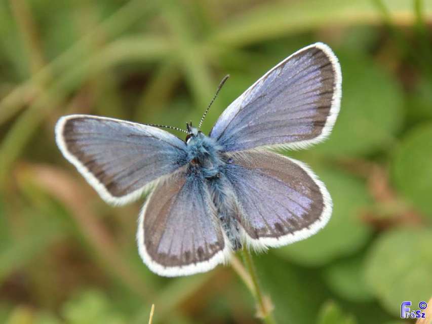 Plebejus argus - ezüstös boglárka