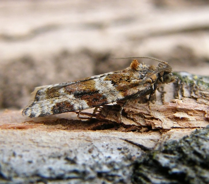 Argyrotaenia ljungiana - ékes sodrómoly