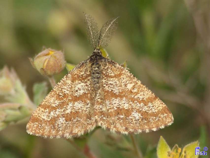 Ematurga atomaria - barna rétiaraszoló