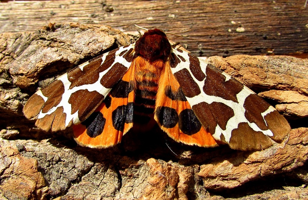 Arctia caja - közönséges medvelepke