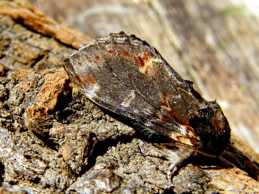 Notodonta dromedarius - tevehátú púposszövő