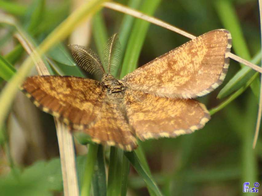 Ematurga atomaria - barna rétiaraszoló