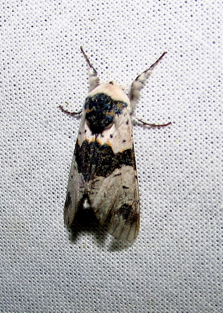 Furcula bicuspis - apáca-púposszövő