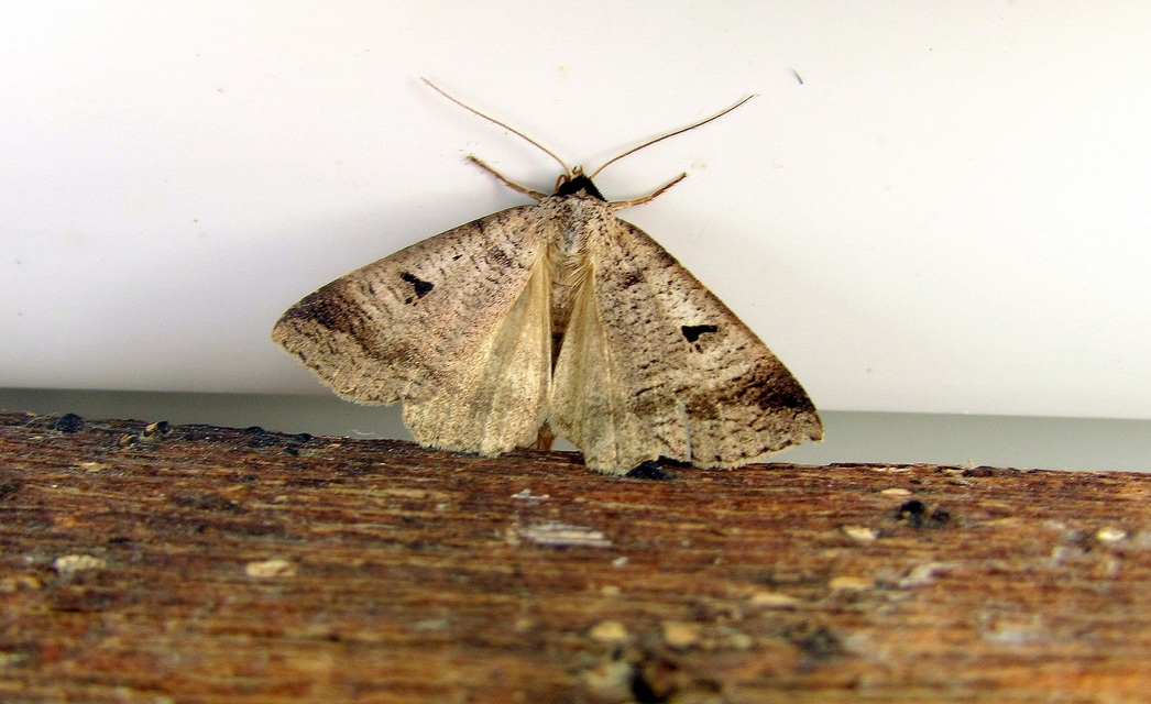 Lygephila pastinum - közönséges csüdfűbagoly