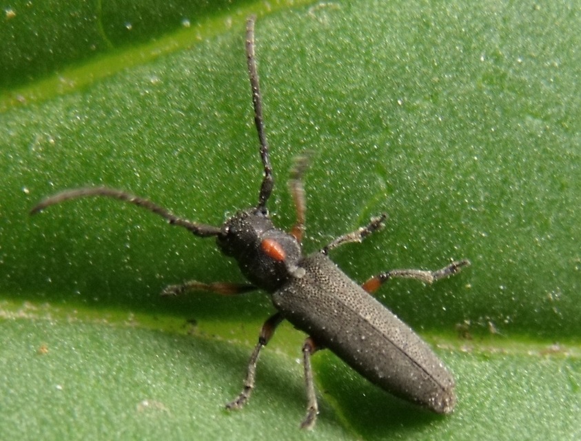 Phytoecia pustulata - parányi fűcincér