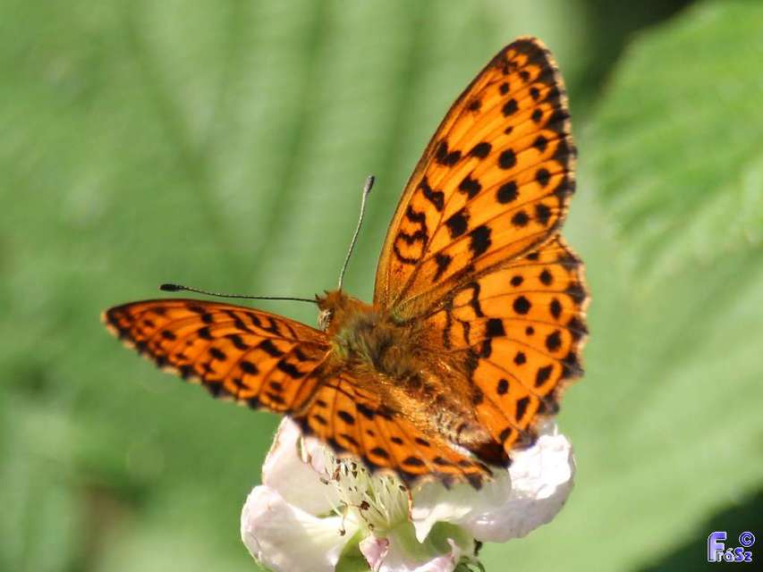 Brenthis daphne - málna-gyöngyházlepke Brenthis daphne - málna-gyöngyházlepke