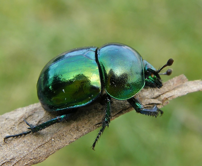 Trypocopris vernalis - tavaszi álganéjtúró
