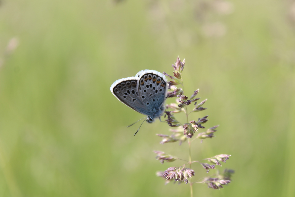 Plebejus argus - ezüstös boglárka
