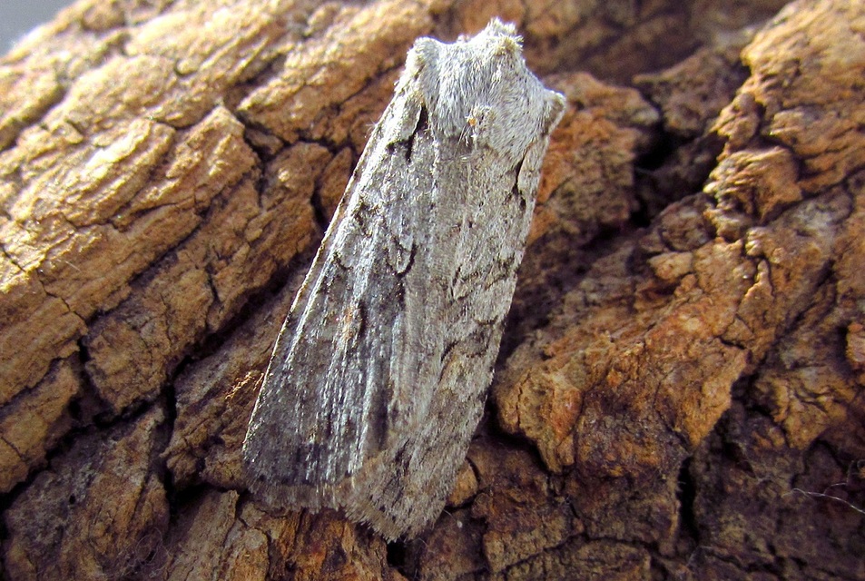 Lithophane ornitopus - közönséges fabagoly