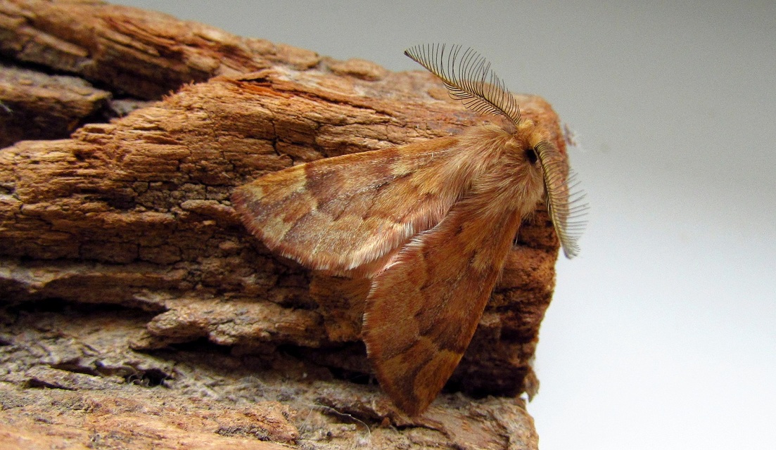 Ptilophora plumigera - tollas púposszövő