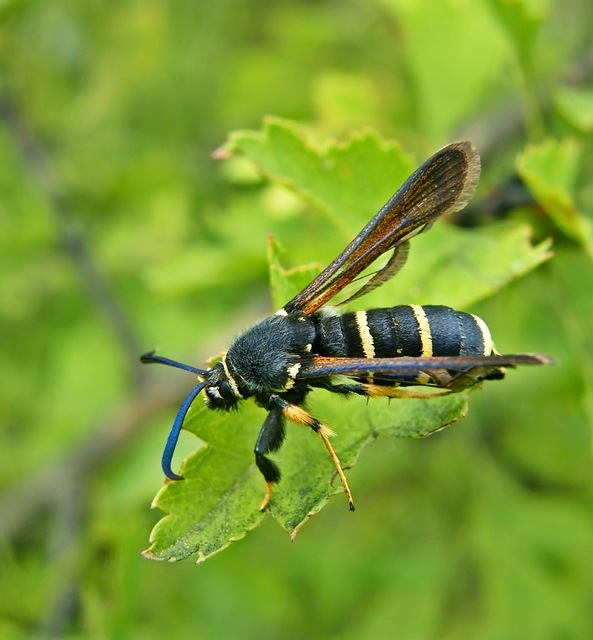 Paranthrene tabaniformis - bögölyszitkár