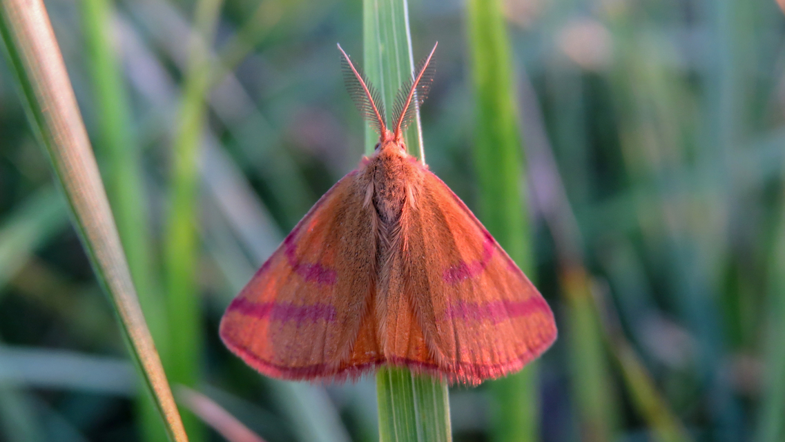 Lythria purpuraria - bíborsávos araszoló