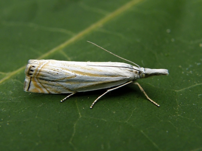 Crambus lathoniellus - mezei fűgyökérmoly