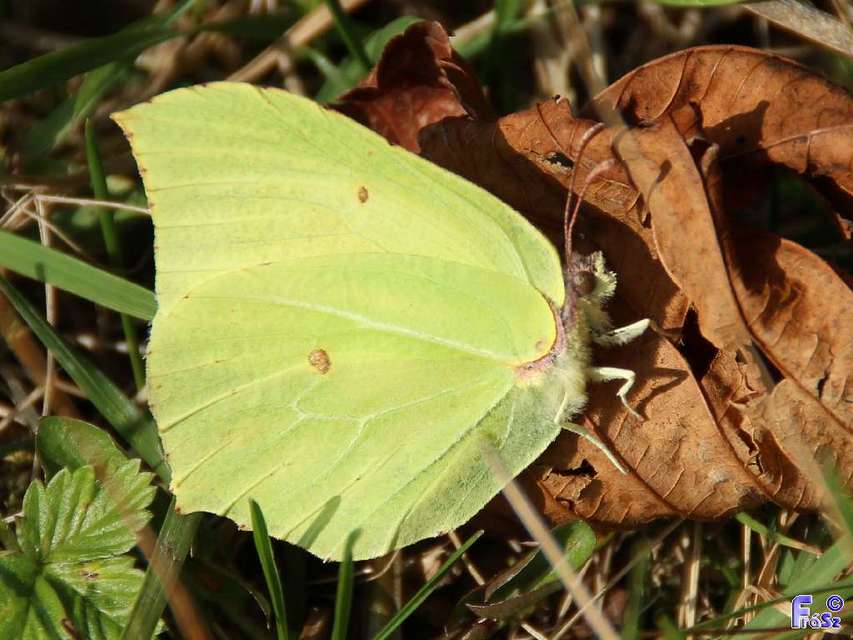 Gonepteryx rhamni - citromlepke