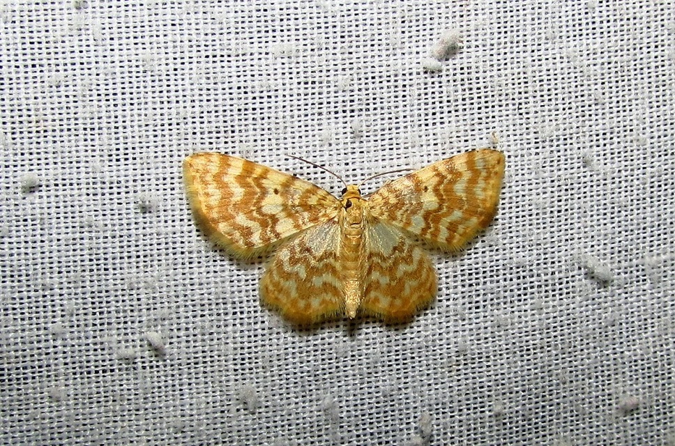 Hydrelia flammeolaria - narancssárga araszoló