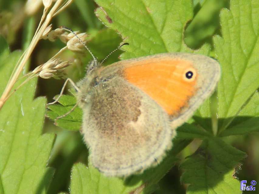 Coenonympha pamphilus - kis szénalepke