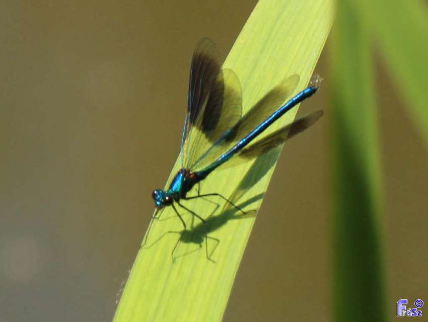 Calopteryx splendens - sávos szitakötő