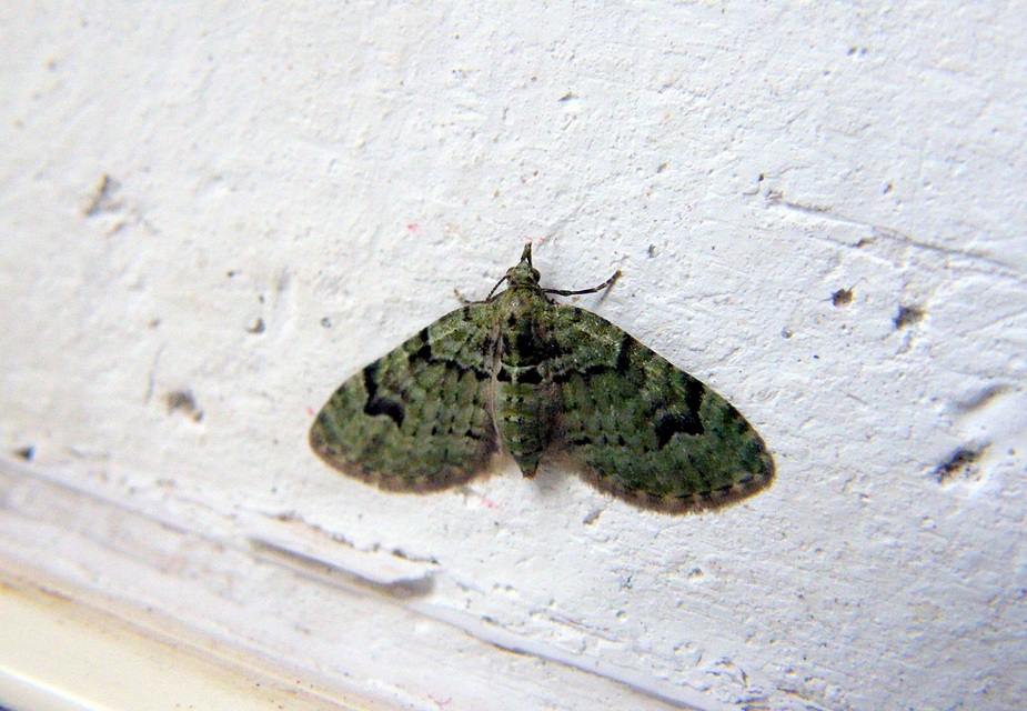 Chloroclystis v-ata - zöldes törpearaszoló