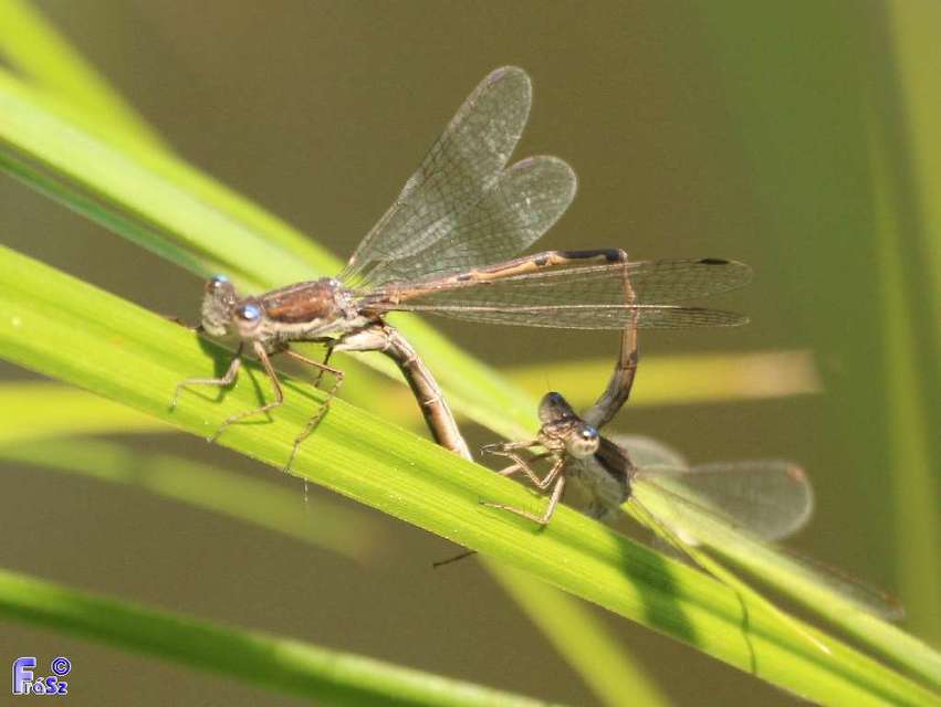 Sympecma fusca - téli rablószitakötő