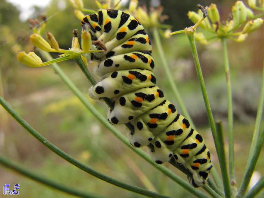 Papilio machaon - fecskefarkú lepke