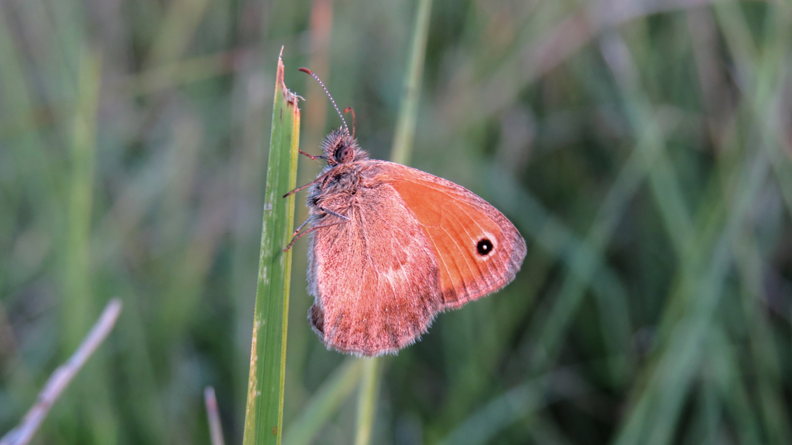 Coenonympha pamphilus - kis szénalepke