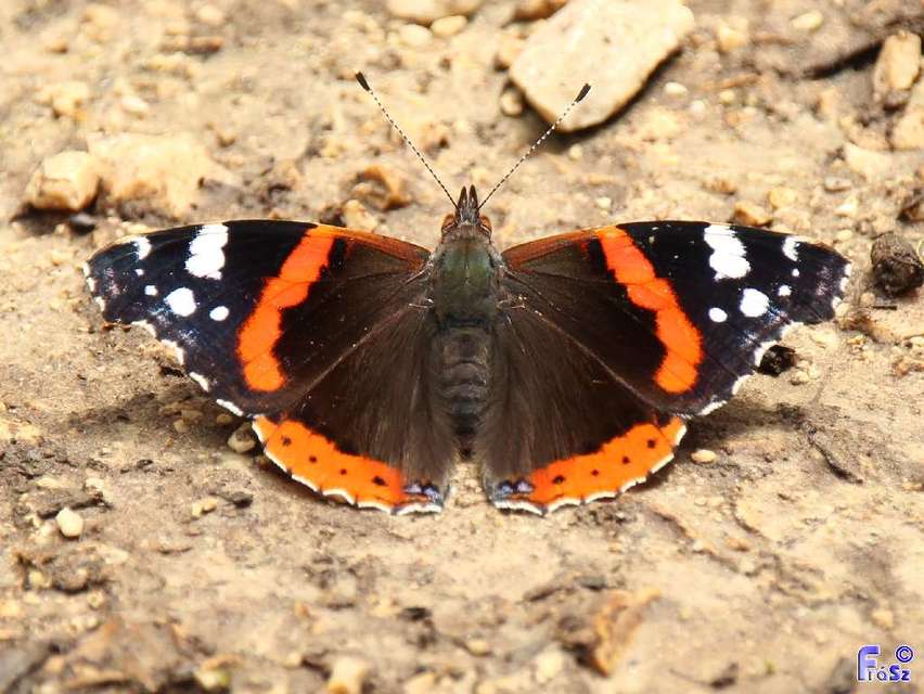 Vanessa atalanta - atalantalepke
