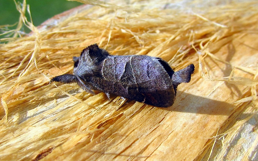 Clostera pigra - apró levélszövő