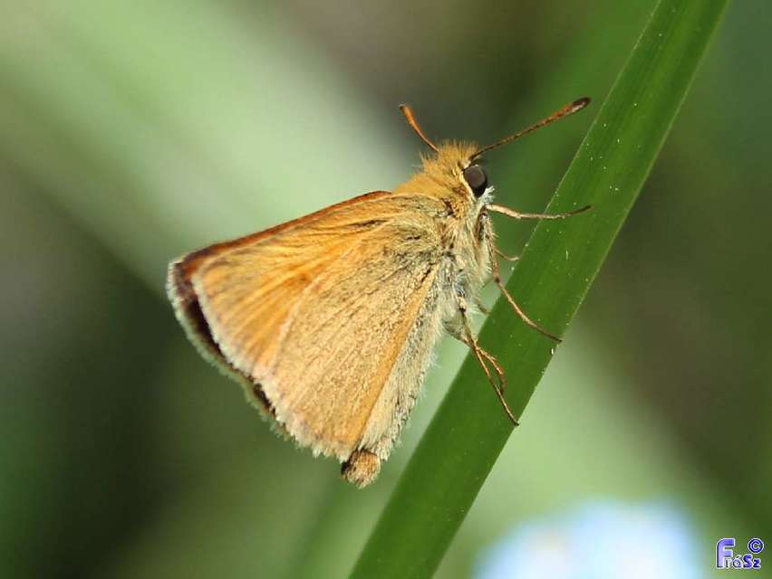 Thymelicus lineola - vonalas busalepke