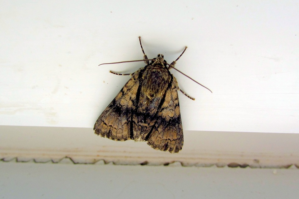 Acronicta alni - éger-szigonyosbagoly