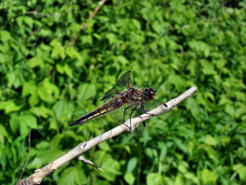 Libellula quadrimaculata - négyfoltos laposacsa