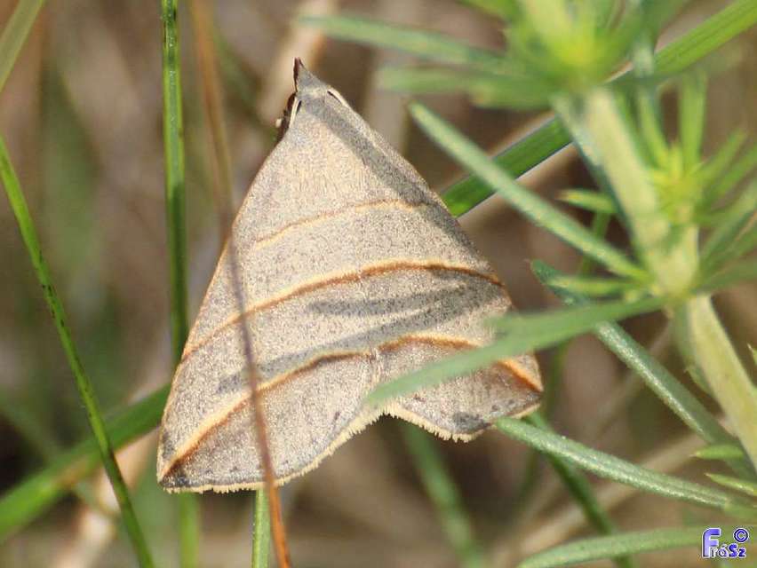 Colobochyla salicalis - háromsávos törpebagoly