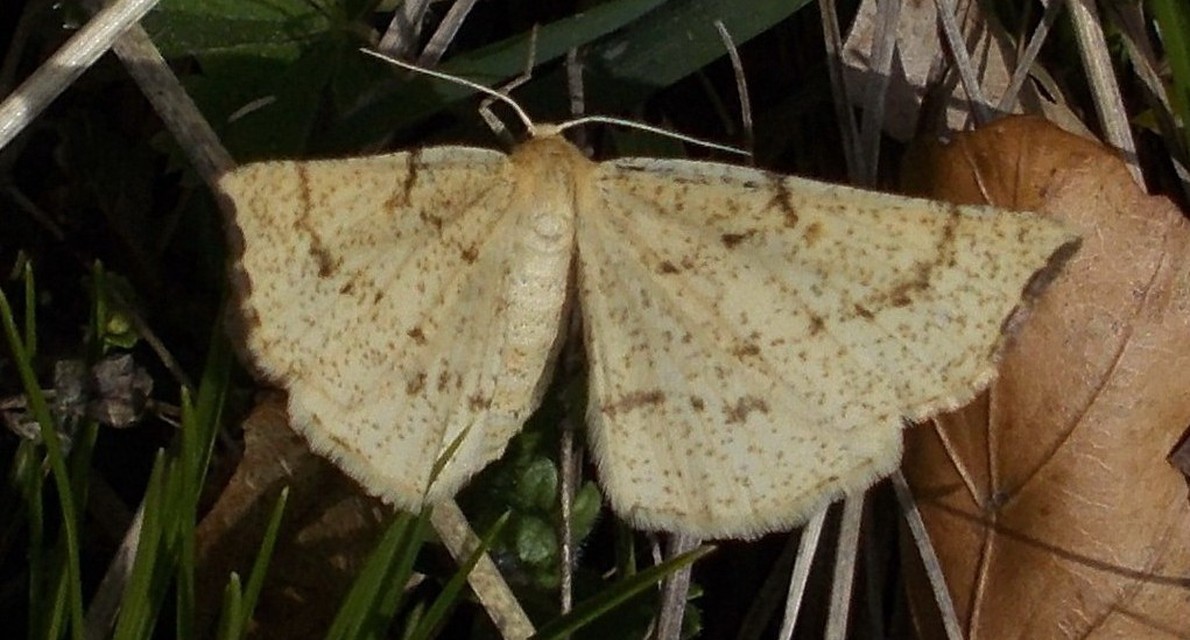 Hypoxystis pluviaria - hegyesszárnyú lápiaraszoló
