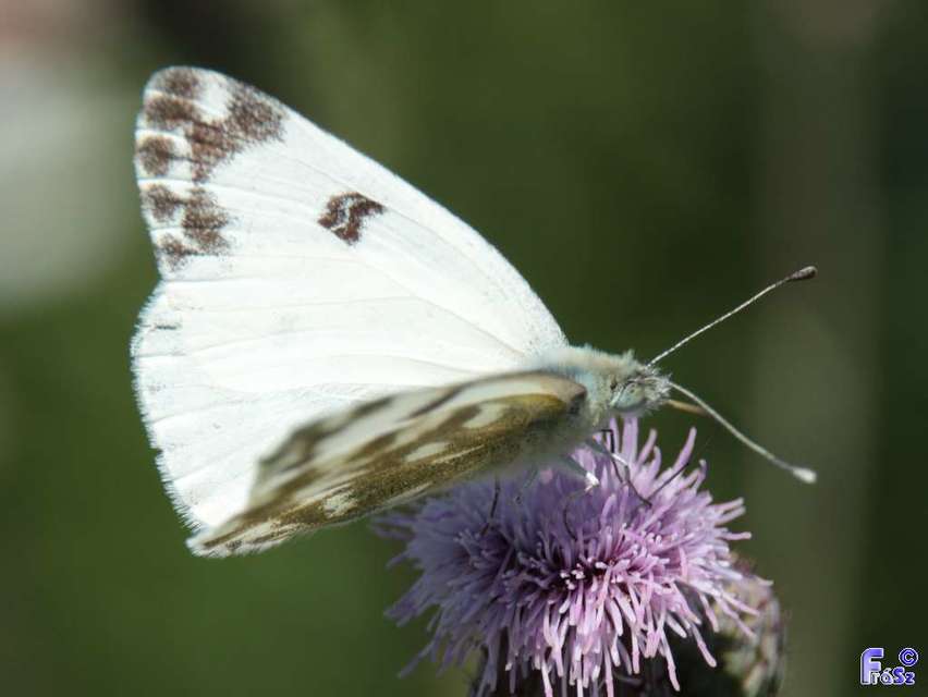 Pontia edusa - rezedalepke