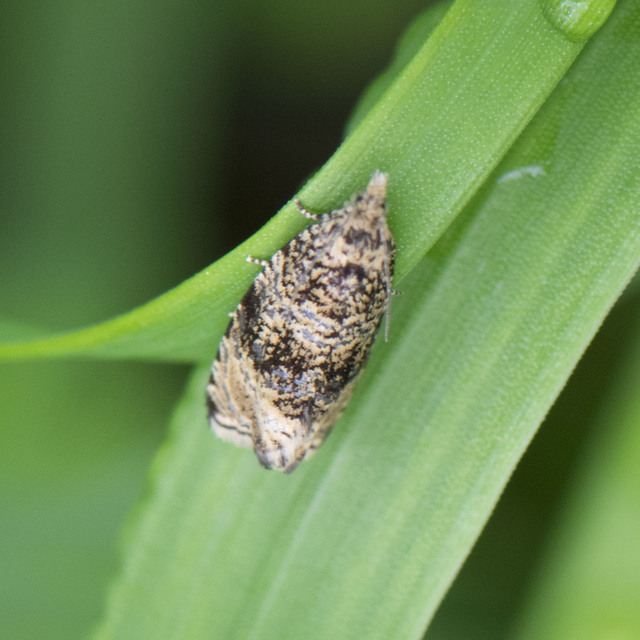 Celypha lacunana - vízparti tükrösmoly