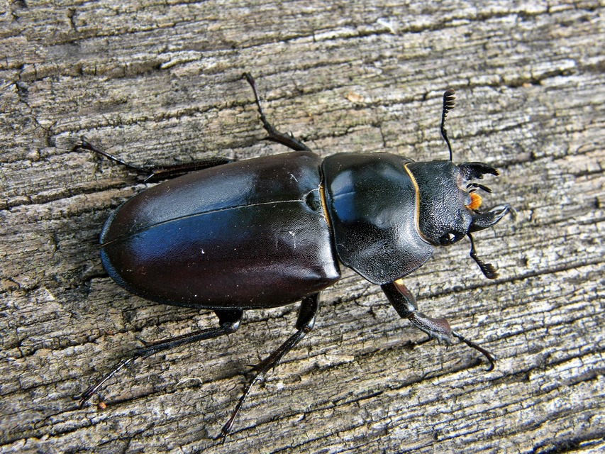 Lucanus cervus - nagy szarvasbogár