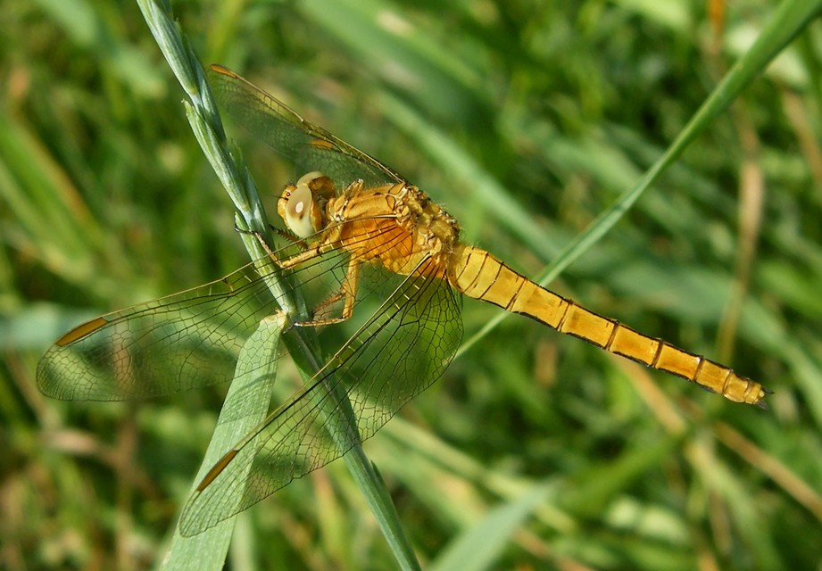Orthetrum coerulescens - karcsú pásztorszitakötő