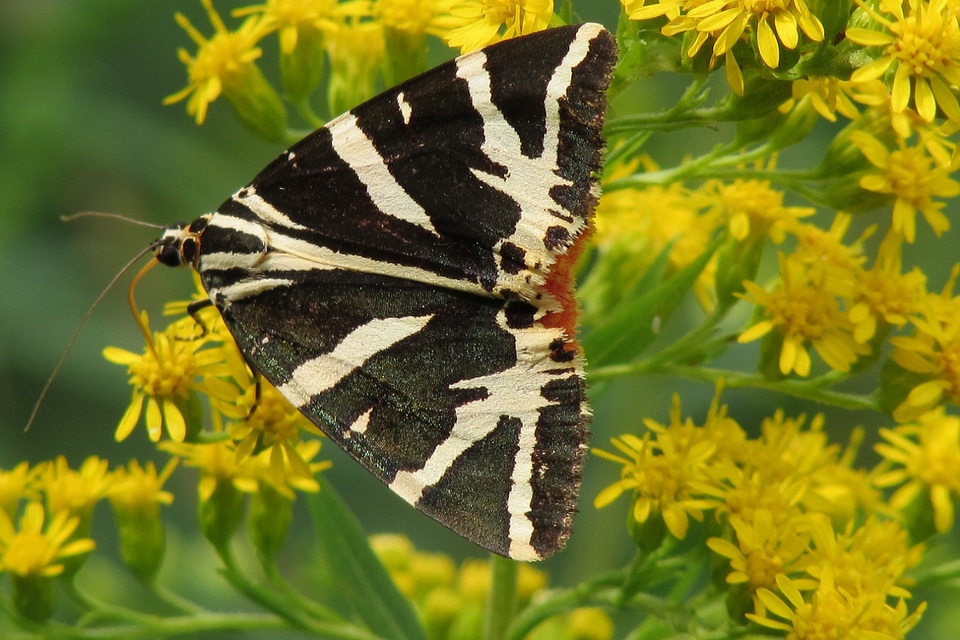 Euplagia quadripunctaria - csíkos medvelepke