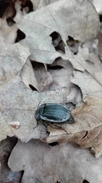 Phosphuga atrata - bordás csigarabló