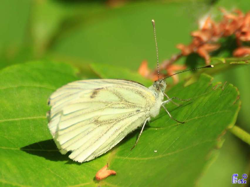 Pieris napi - repcelepke