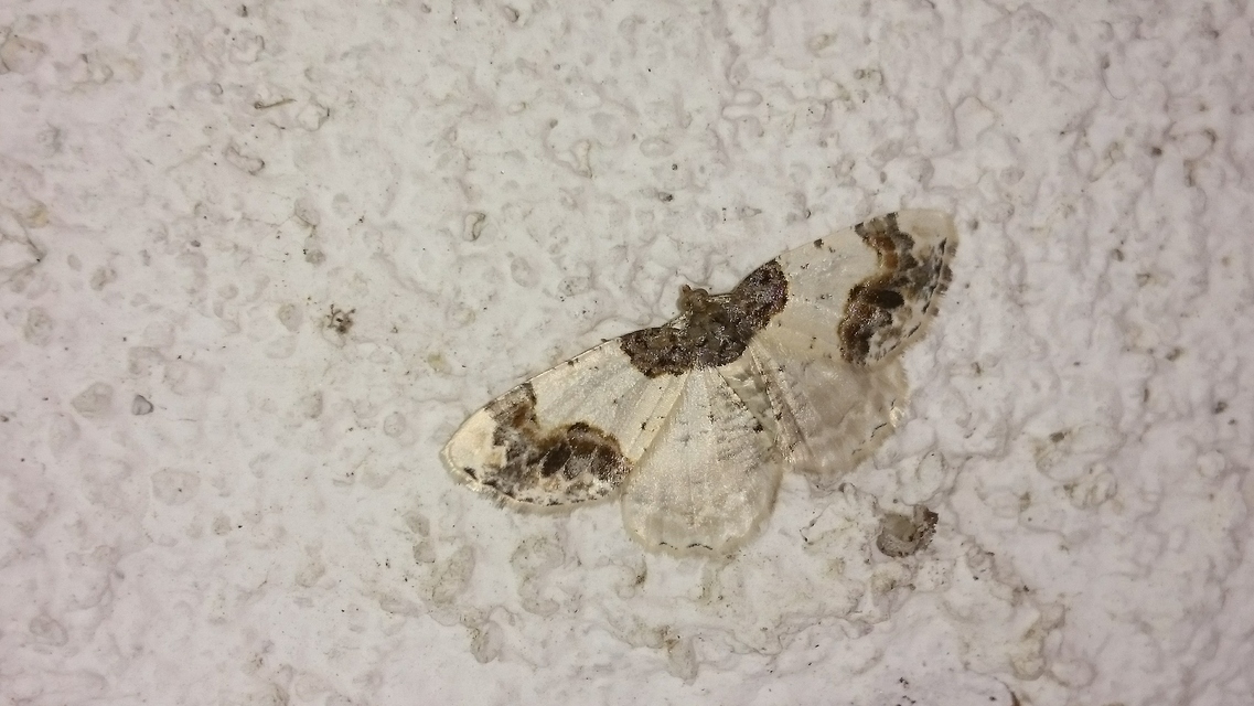 Ligdia adustata - barna levélaraszoló