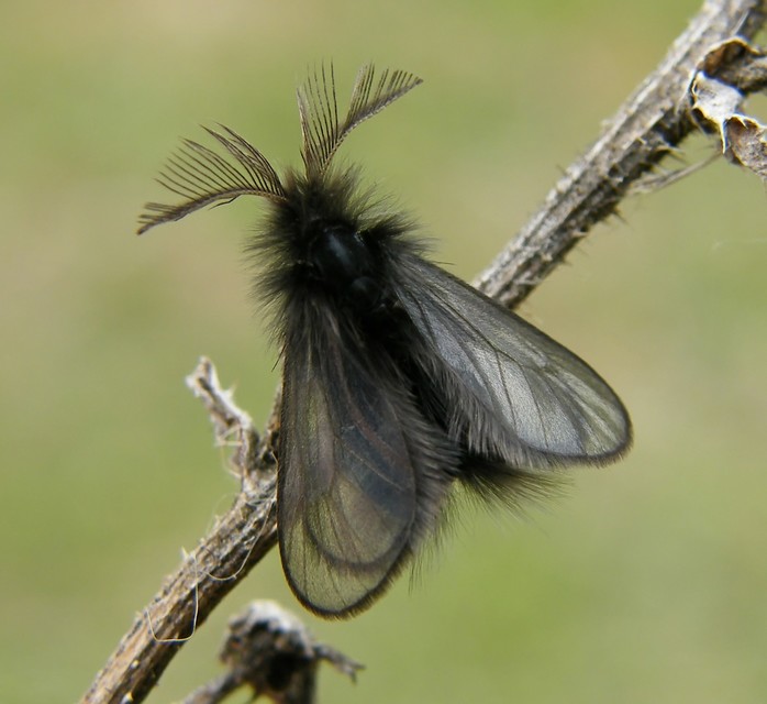Ptilocephala