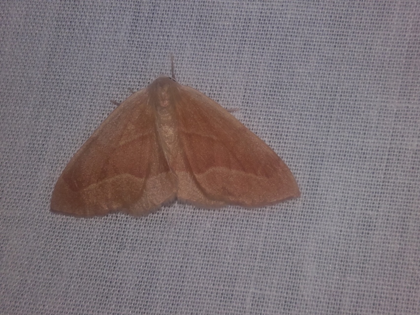 Hylaea fasciaria - erdeifenyő-sávosaraszoló
