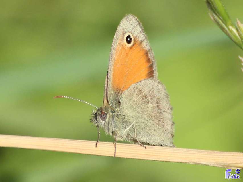 Coenonympha pamphilus - kis szénalepke