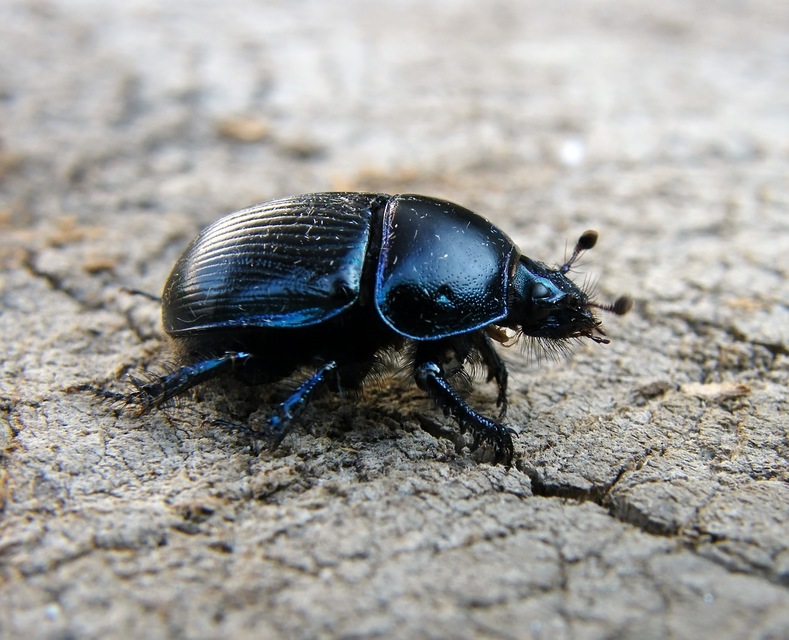 Geotrupes spiniger - közönséges álganéjtúró