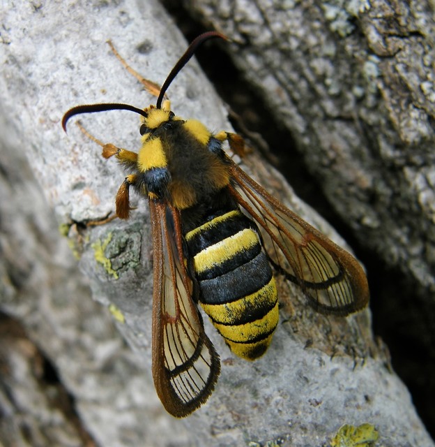 Sesia apiformis - darázslepke