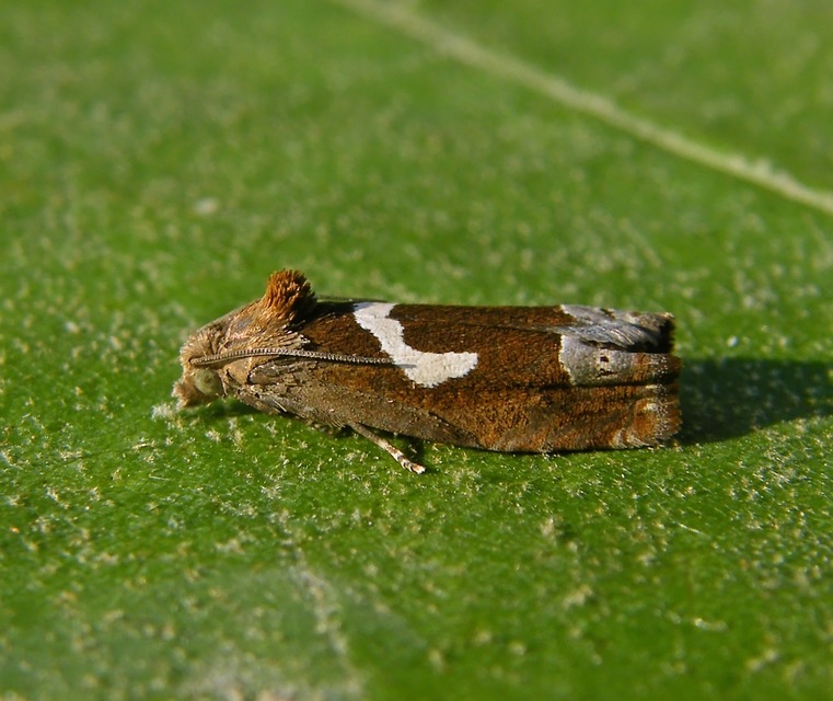 Epiblema foenella - kampósfoltú tükrösmoly
